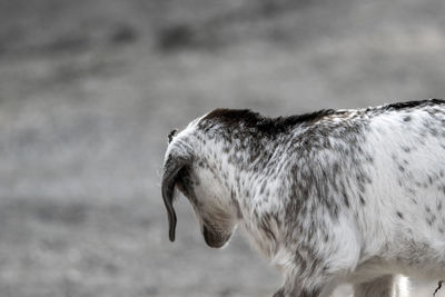 Close-up of baby goat 
