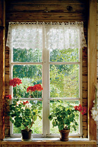 Close-up of potted plant on window sill