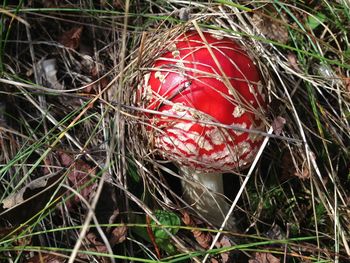 High angle view of mushroom on field