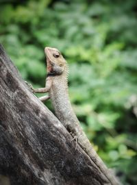 Close-up of a lizard on rock