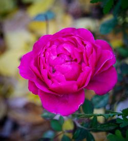 Close-up of pink rose blooming outdoors