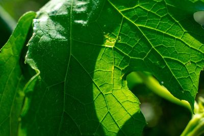 Close-up of green leaves