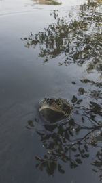 High angle view of turtle in lake