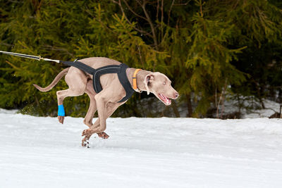 Dog running in snow