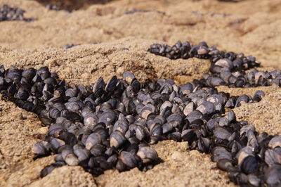 High angle view of roasted coffee beans