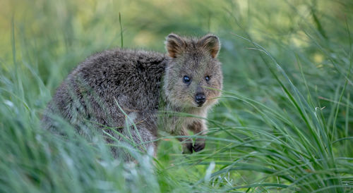 Portrait of an animal on grass