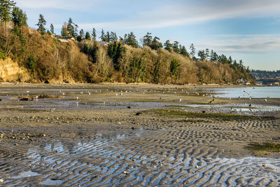 The shoreline at saltwater state park in des moines, washington.