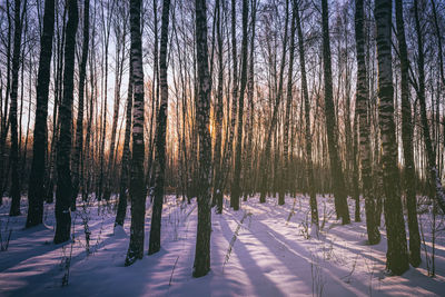 Trees in forest during winter