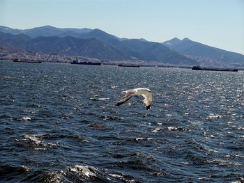 Swan on lake against clear sky