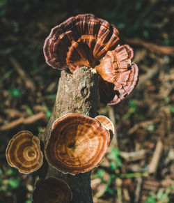 Close-up of snail on tree