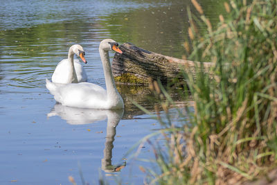 High angle view of two ducks in lake