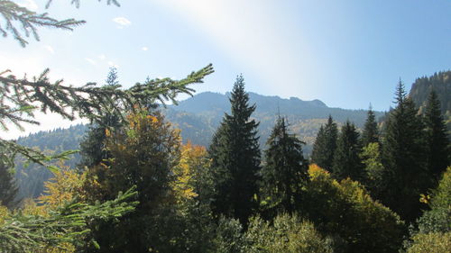 Trees in forest against clear sky