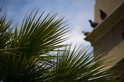 Low angle view of plant against sky