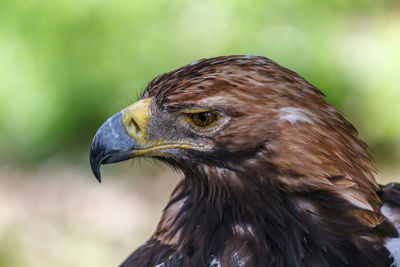 Close-up of a bird