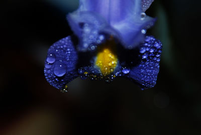 Close-up of wet blue flower