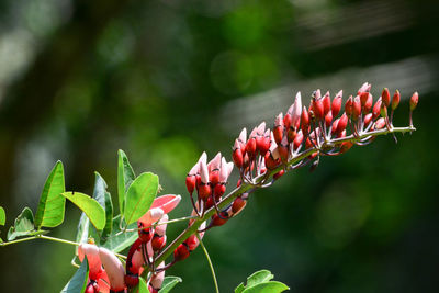 Close-up of red flowering plant