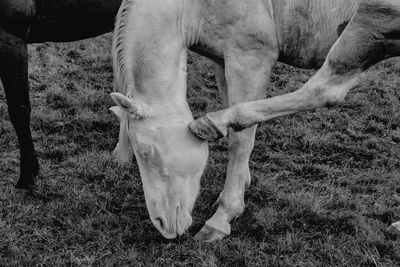 Close-up of a horse grazing in field