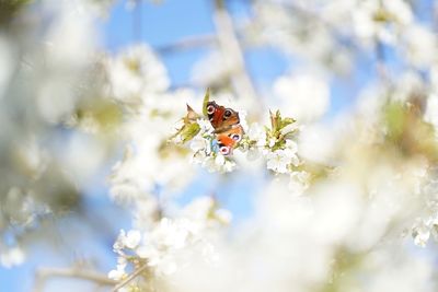 Close-up of insect on white flower