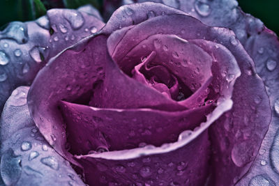 Close-up of wet purple rose