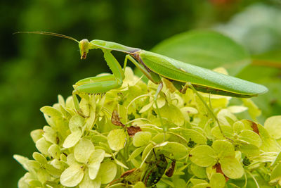 Close-up of insect on plant