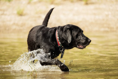 Close-up of dog drinking water