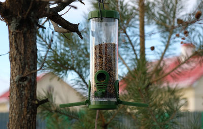 Low angle view of lantern hanging on tree