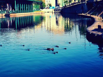 Ducks floating on water