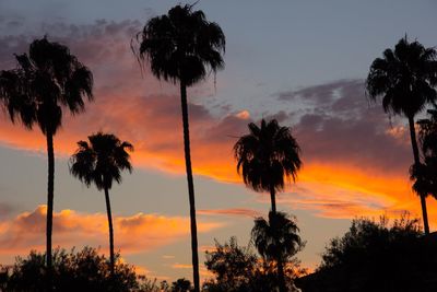 Low angle view of silhouette palm trees against sky during sunset