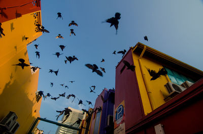 Low angle view of birds flying against sky