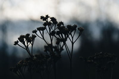 Close-up of flower buds