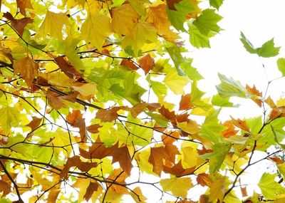 Low angle view of maple leaves on tree