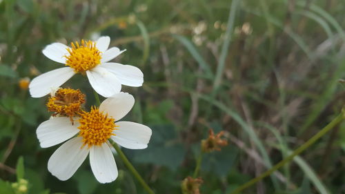 Close-up of white daisy flower