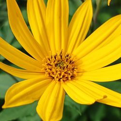 Close-up of yellow flower