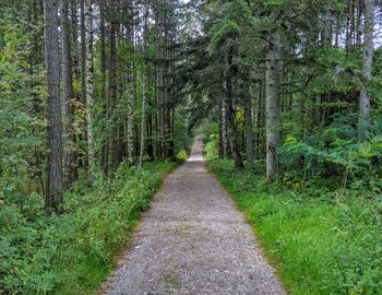 Narrow footpath amidst trees in forest