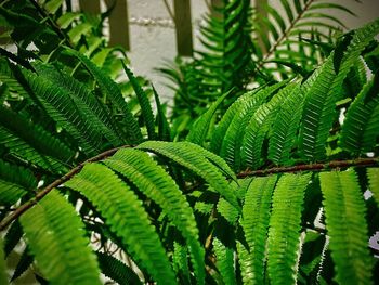 Close-up of green leaves