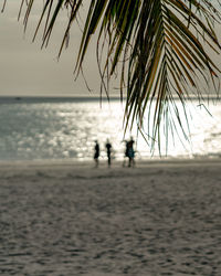 Silhouette palm tree on beach against sky