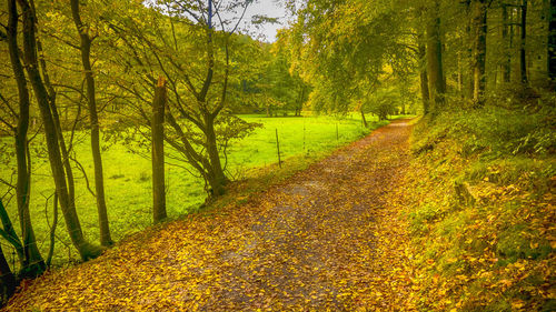 Scenic view of forest during autumn