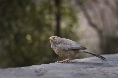 Close-up of bird perching