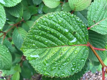 Close-up of wet plant leaves during rainy season