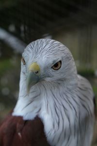 Close-up of owl