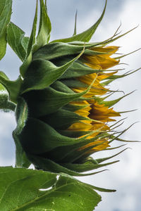 Close-up of yellow plant against sky