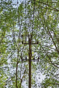 Low angle view of tree