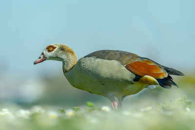 Close-up side view of a bird