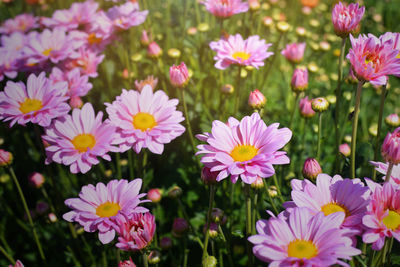 Close-up of pink flowers