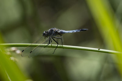 Close-up of damselfly on plant