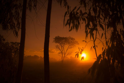 Trees growing on field against sky during sunset