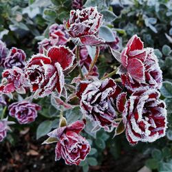 Close-up of red flowers