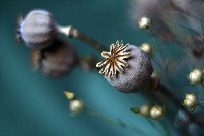 Close-up of white flower buds