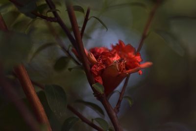 Close-up of red flowering plant