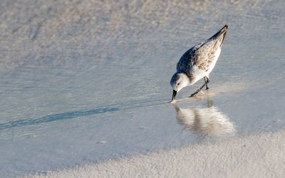 Bird drinking water in sea